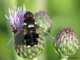 Villa sp. - Bee Fly F1a.jpg