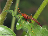 Anomaloninae - Ichneumon Wasp B3a.jpg