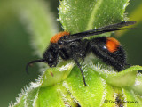 Dasymutilla bioculata - Velvet Ant male B1a.JPG