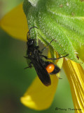 Dasymutilla sp., probably vesta - Velvet Ant male D1a.JPG