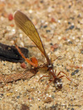 Ant with part of wasp A1a.jpg