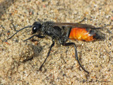 Prionyx sp. - Sphecid wasp C6a.JPG