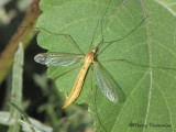 Tipulidae - Crane Fly D1.JPG