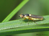 Epichlorops sp - Frit Fly A1a.jpg