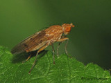 Heleomyzid Flies - Heleomyzidae