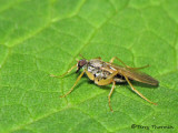 Hybotid Dance Flies - Hybotidae
