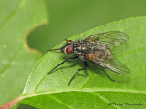 Muscidae - Muscid Fly C1a.jpg