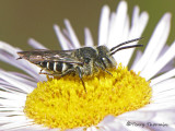 Coelioxys sp. - Leaf-cutter Bee 6a.JPG