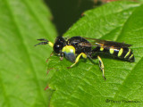 Crabro argusinus - Square-headed Fly A4a.jpg