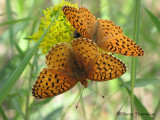 Speyeria aphrodite - Aphrodite Fritillary 3.JPG