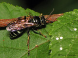 Gorytes albosignatus - Sand Wasp 1a.jpg