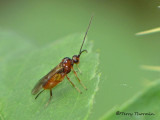 Braconidae - Braconid Wasp D1a.jpg