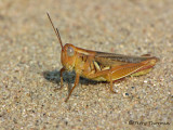 Melanoplus foedus - Striped Sand Grasshopper B1.JPG