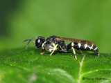 Crabro latipes - Square-headed Wasp 3a.jpg