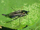Dolichopus sp. possibly remipes - Long-legged Fly male 1a.jpg