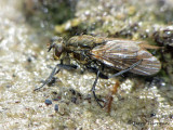 Lispe sp. - Muscid Fly B1a.jpg