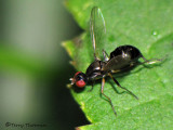 Ant-like Scavenger Flies - Sepsidae