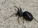Castianeira descripta - Antmimic Spider 1a.jpg