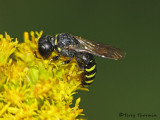 Lestica producticollis - Square-headed Wasp male 4a.jpg