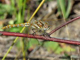 Sympetrum corruptum - Variegated Meadowhawk female 1a.jpg