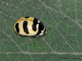 Coccinella trifasciata - Three-banded Ladybug 2a.jpg