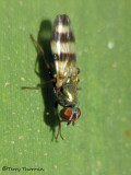 Chaetopsis sp. - Picture-winged Fly 3a.jpg