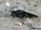 Shore Flies - Ephydridae