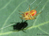 Araniella sp. - Orb Weaver male A1.jpg