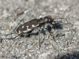 Cicindela duodecimguttata - Twelve-spotted Tiger Beetle 7a.jpg
