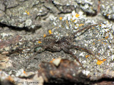 Pardosa sp. poss. xerampelina - Wolf Spider D2a.jpg