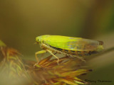 Elymana sp. - Leafhopper A1a.jpg