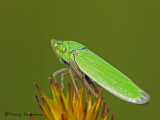 Helochara communis - Leafhopper female 2a.jpg