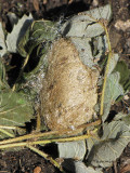 Antheraea polyphemus - Polyphemus cocoon 1a.jpg