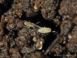 Springtails - Collembola