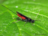 Braconidae - Braconid wasp V1a.jpg