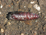 Sphingid puparium 1a.jpg