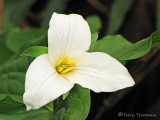 Western Trillium - Trillium ovatum 3a.jpg