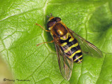 Syrphini - Flower Fly A2b.JPG