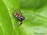 Salticus scenicus - Zebra Spider 1a.jpg