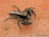 Platycryptus californicus - Jumping Spider 1a.jpg