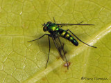 Condylostylus sp. Long-legged Fly A1a.jpg