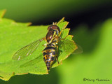 Toxomerus sp. - Flower fly A1a.jpg