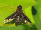 Hemipenthes morio - Bee fly 1a.jpg