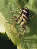 Salticus scenicus - Zebra Spider 2a.jpg