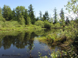 Little River pond 1.JPG