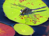 Leucorrhinia intacta - Dot-tailed Whiteface 1b.jpg