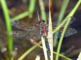 Leucorrhinia proxima - Belted Whiteface 2a.jpg