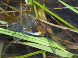 Leucorrhinia intacta - Dot-tailed Whiteface in copula 1a.jpg