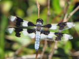Libellula forensis - Eight-spotted Skimmer 2a.jpg
