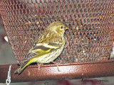 Pine Siskin at feeder 1a.jpg